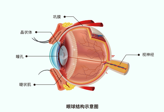 生命在于运动，眼睛何尝不是？